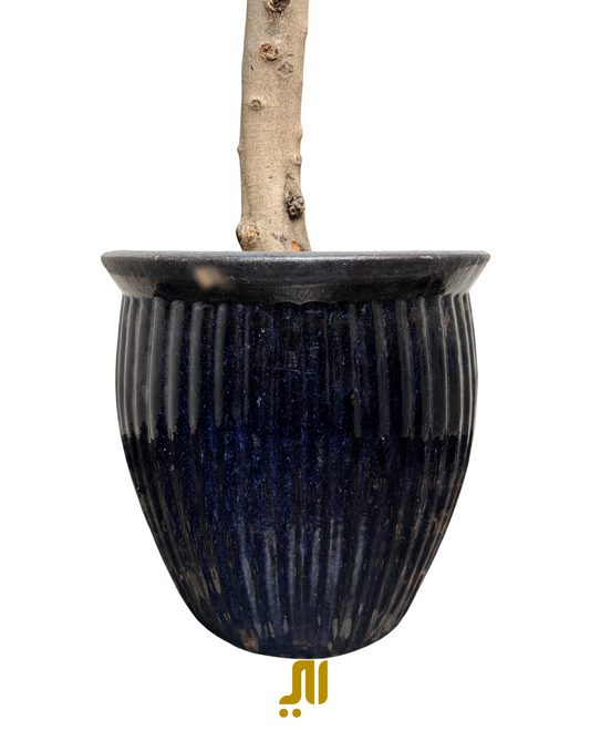 أوليفيا ونافي بوت