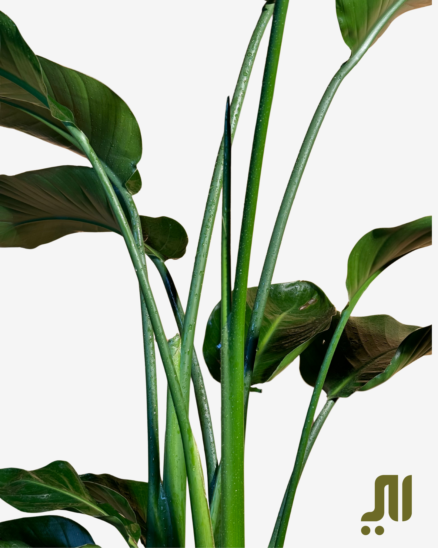 عصفور الجنة – Bird of Paradise