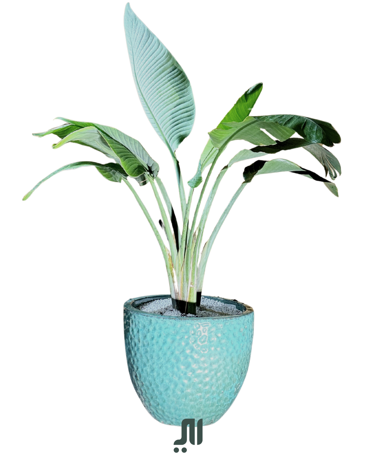 ✨ عصفور الجنة – Bird of Paradise (Strelitzia reginae)