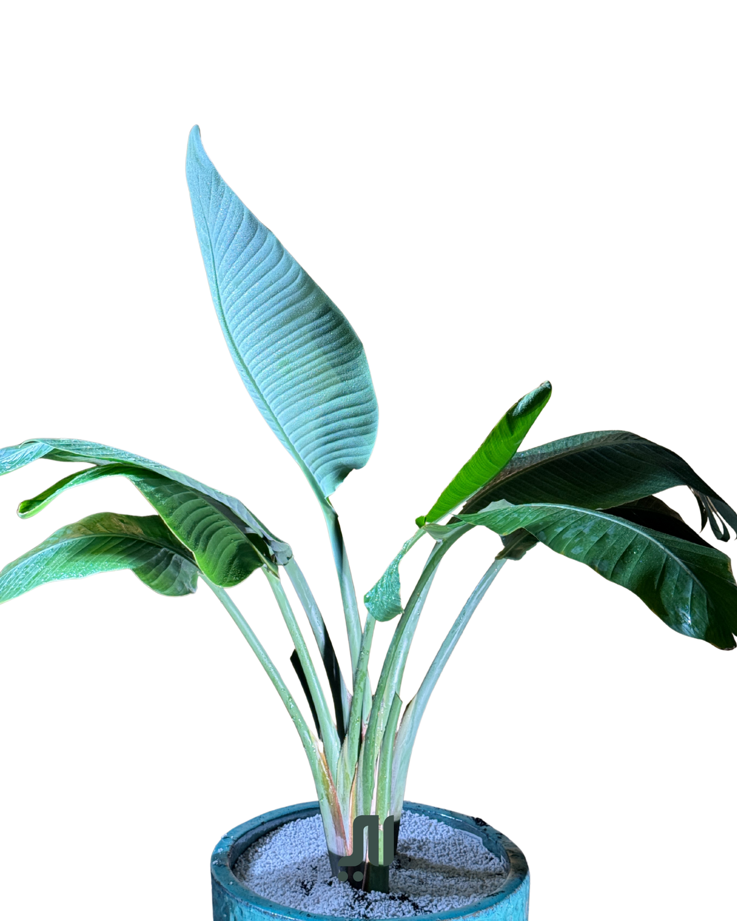 ✨ عصفور الجنة – Bird of Paradise (Strelitzia reginae)