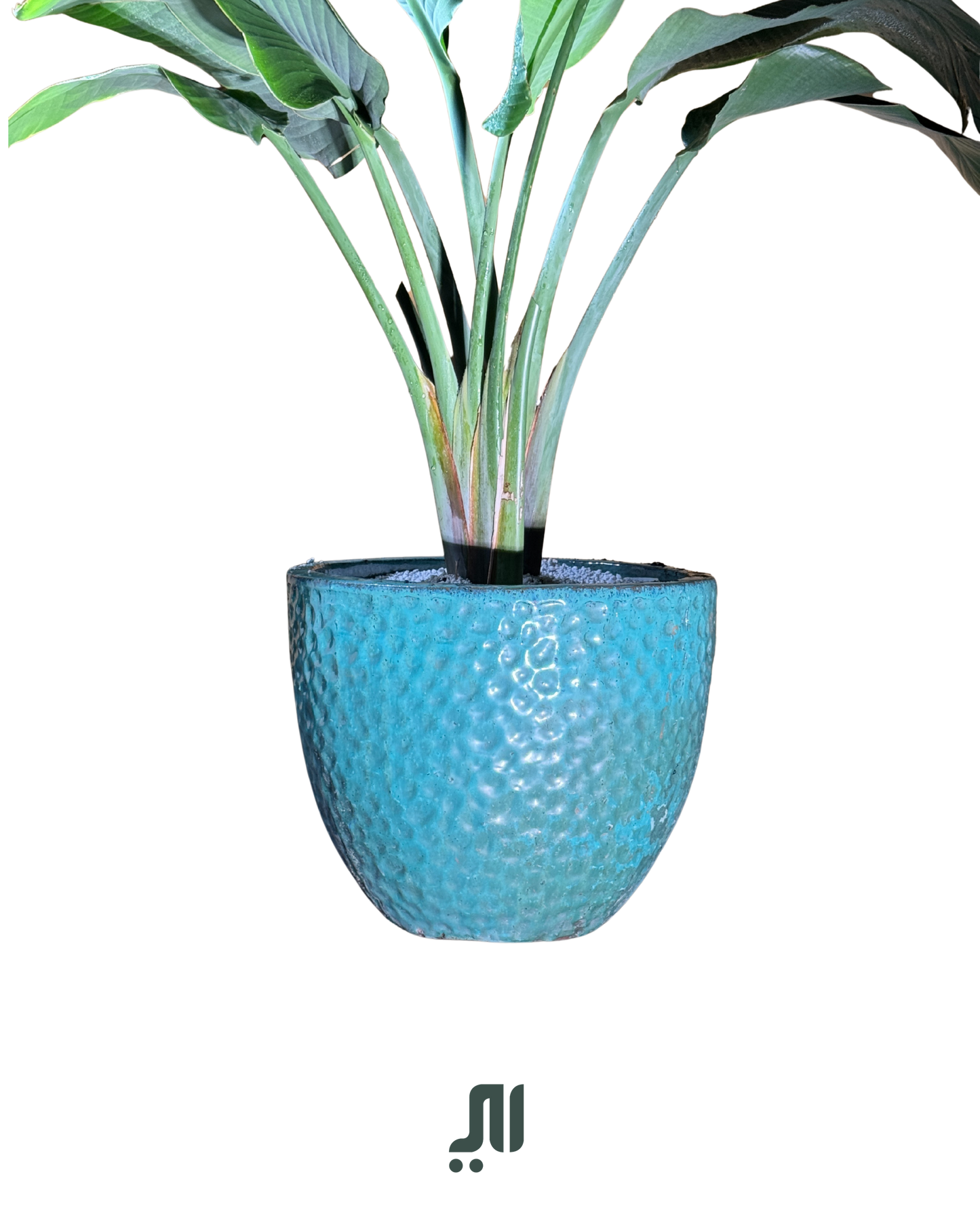 ✨ عصفور الجنة – Bird of Paradise (Strelitzia reginae)