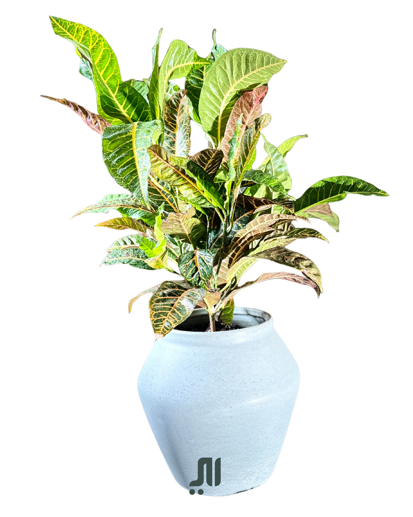 كروتن – Croton