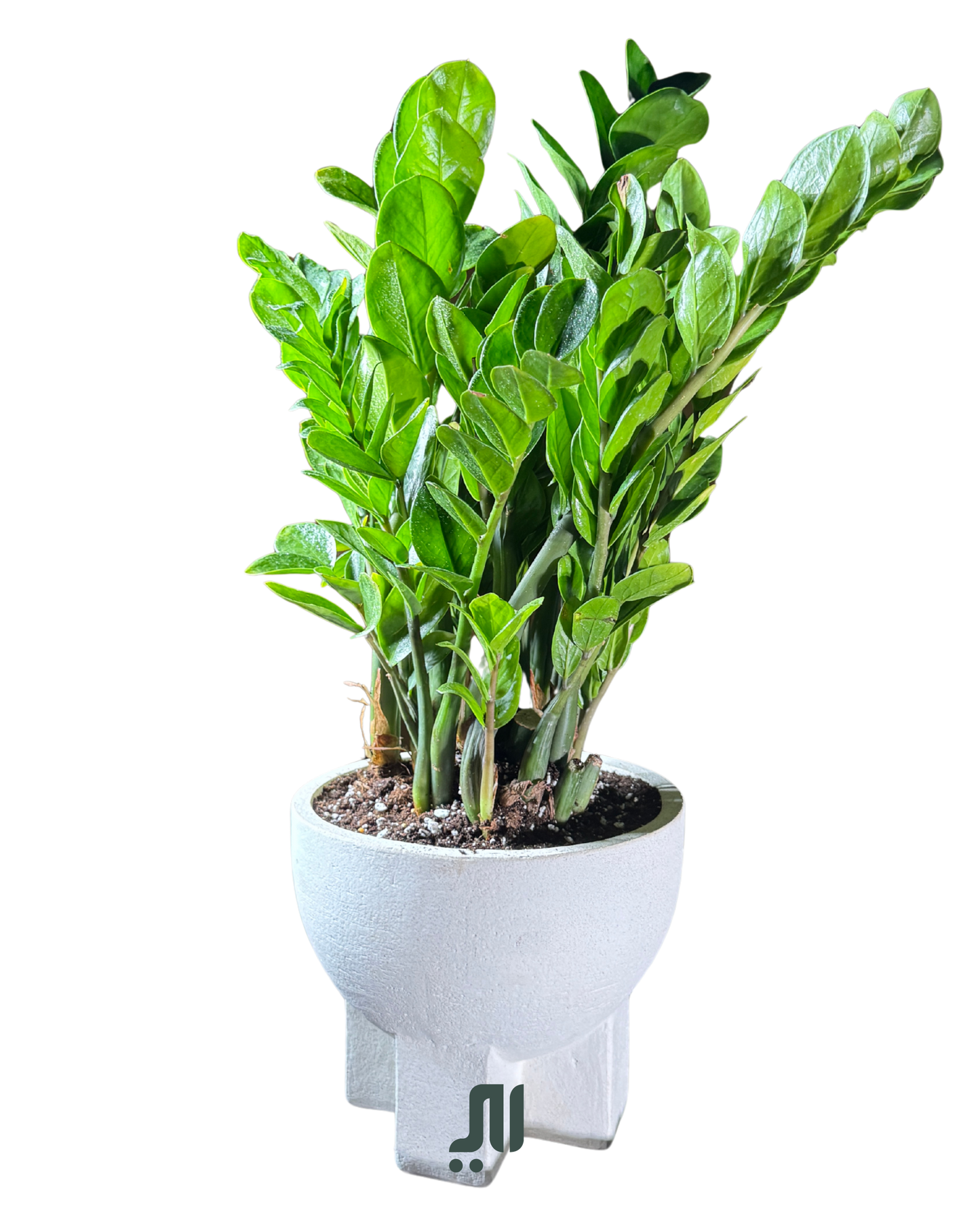 ZZ Plant (Zamioculcas zamiifolia) الزاميه