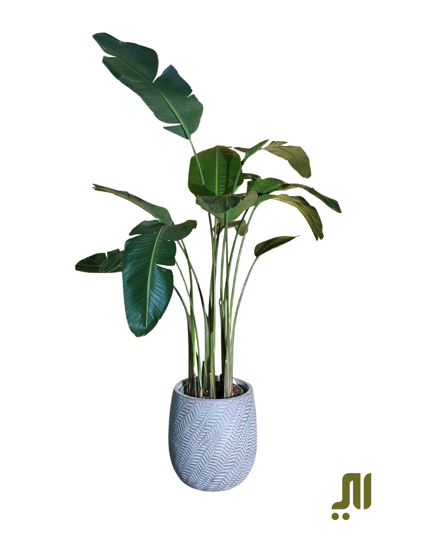 ✨ عصفور الجنة – Bird of Paradise (Strelitzia reginae)