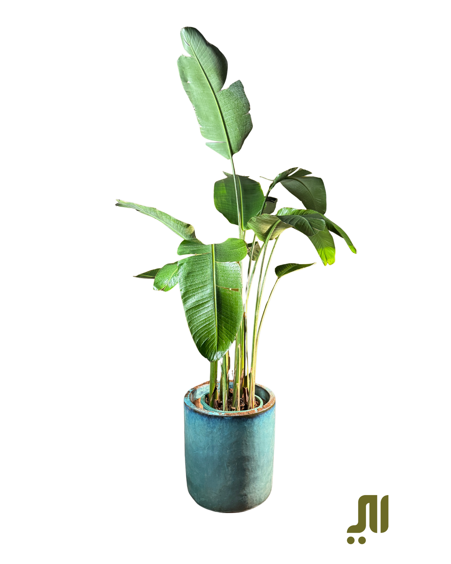 ✨ عصفور الجنة – Bird of Paradise (Strelitzia reginae)