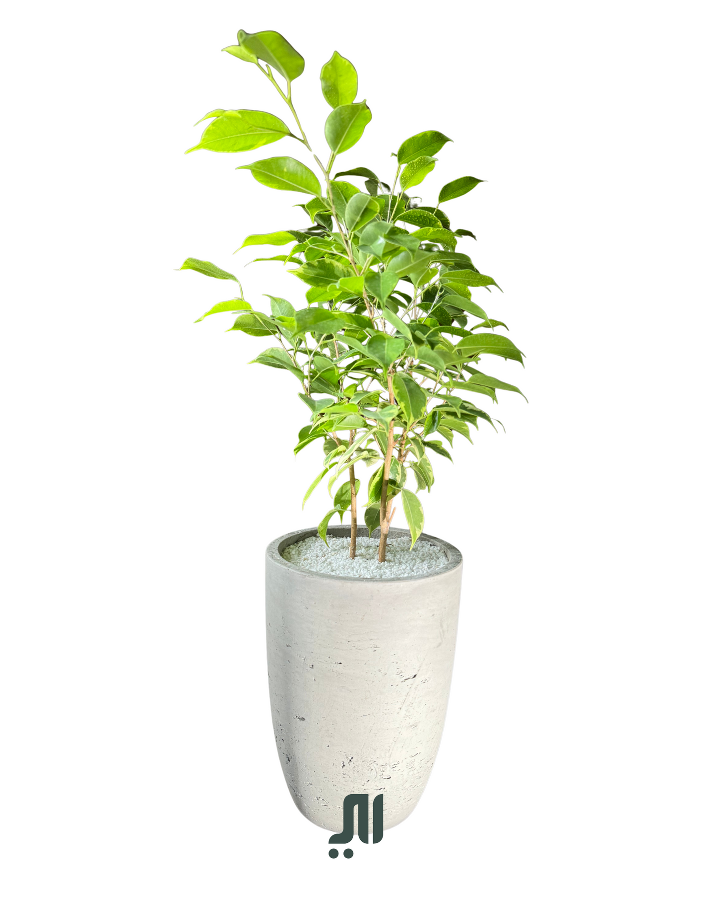 فيكس بنجامينا | Ficus Benjamina