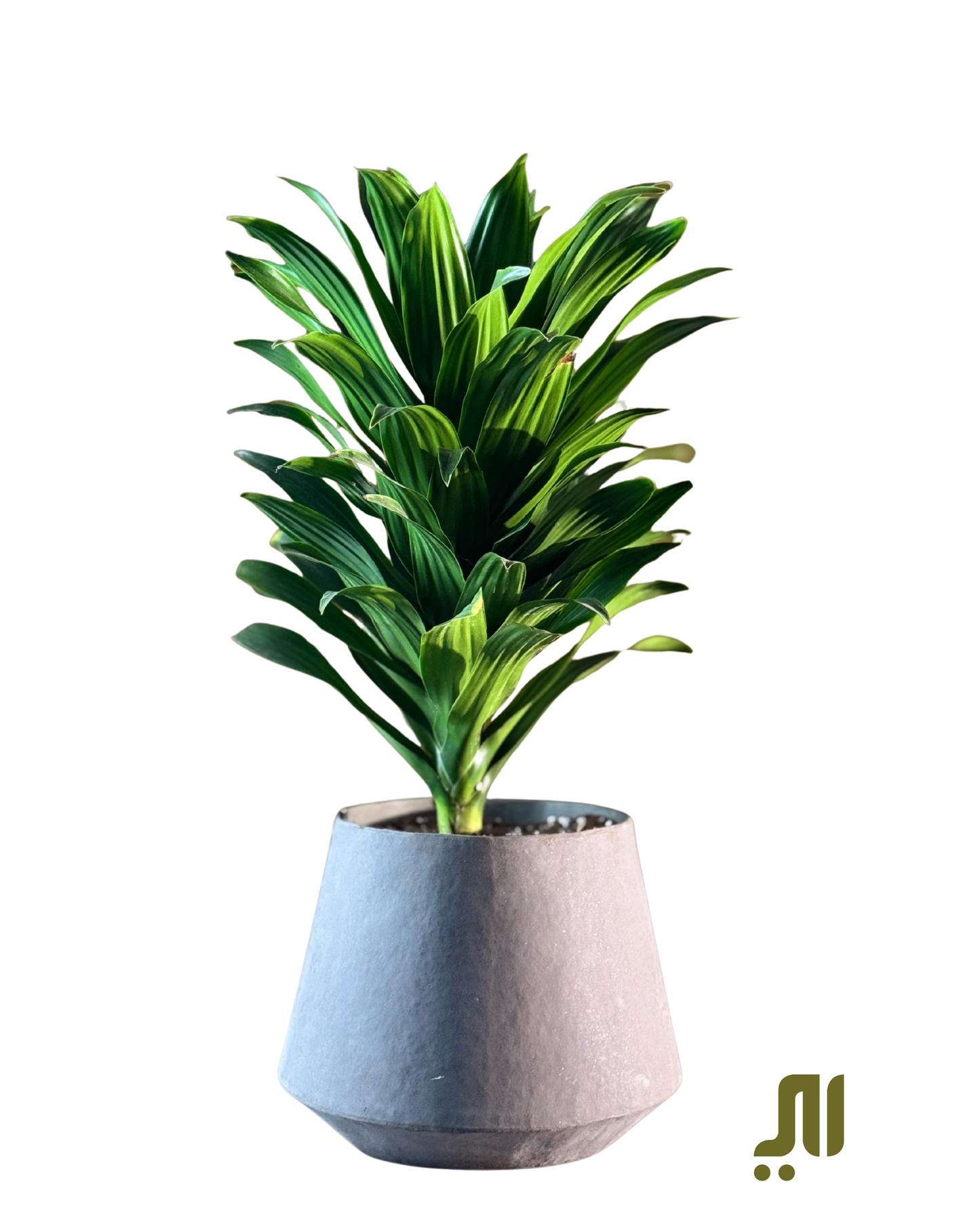 Dracaena Compacta/ دراسينا كومباكتا