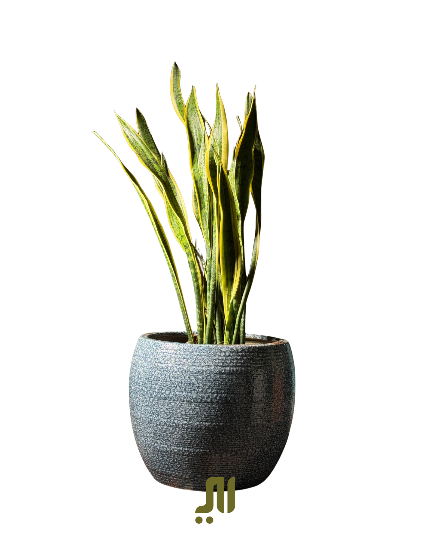 Snake Plant & Pot