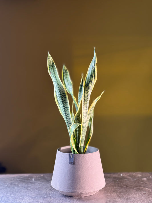 Snake Plant & Grey Pot