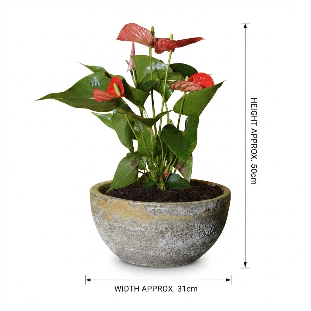 Anthurium أنثوريوم
/ Yellow Foam Glaze Bowl Pot