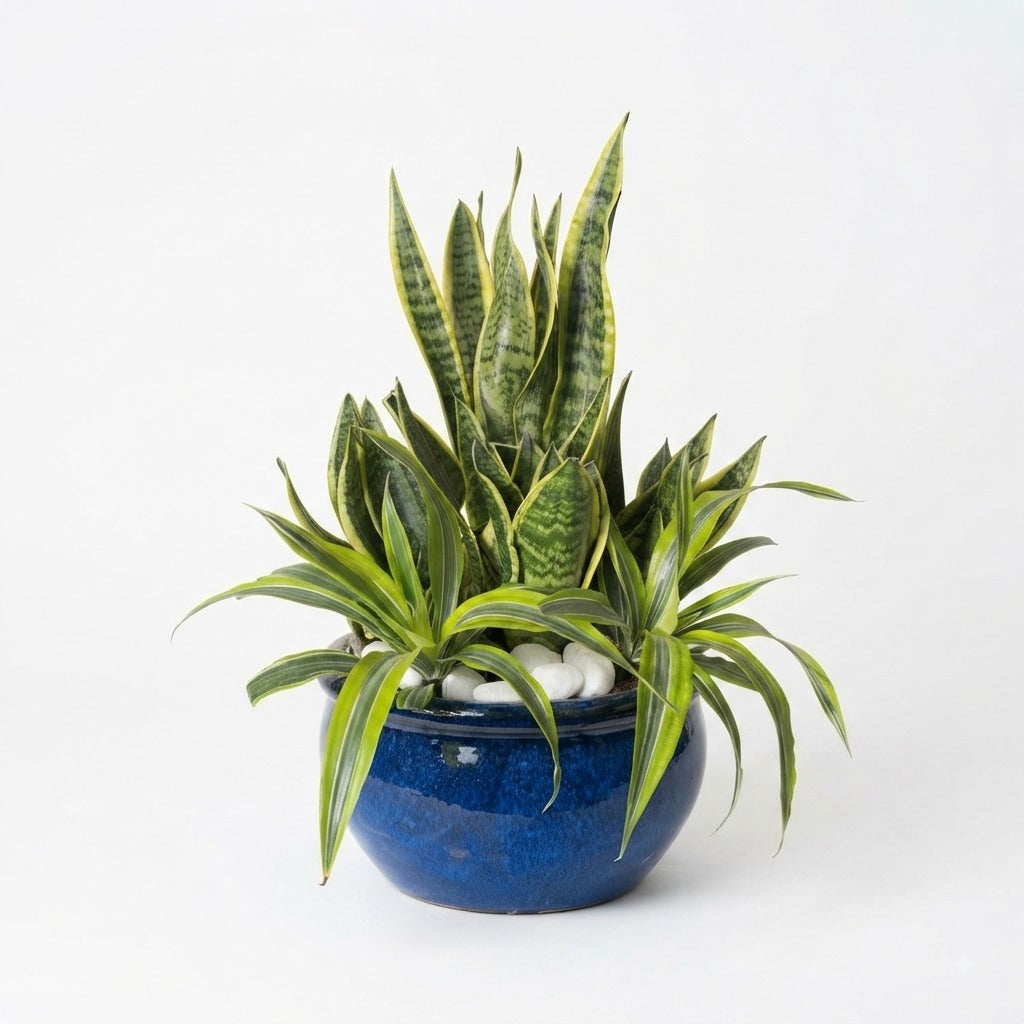 Snake Plant and Dracaena in Blue Ceramic Pot