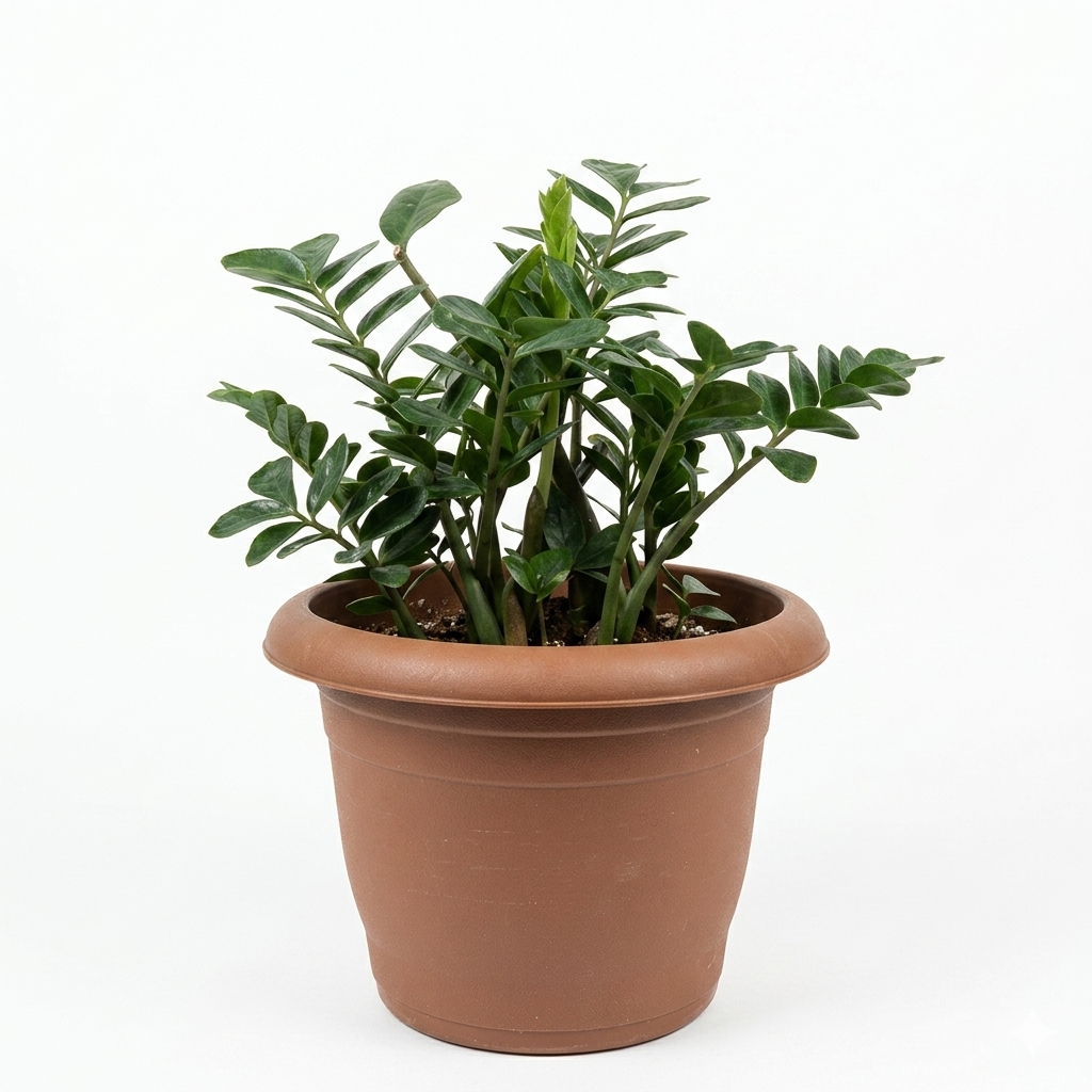زيزي بلانت – ZZ Plant