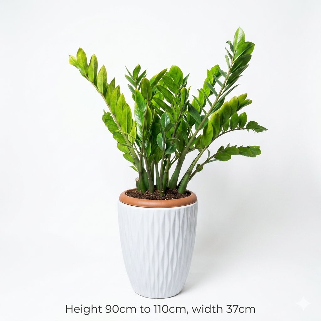 Zizi - White Ceramic Pot