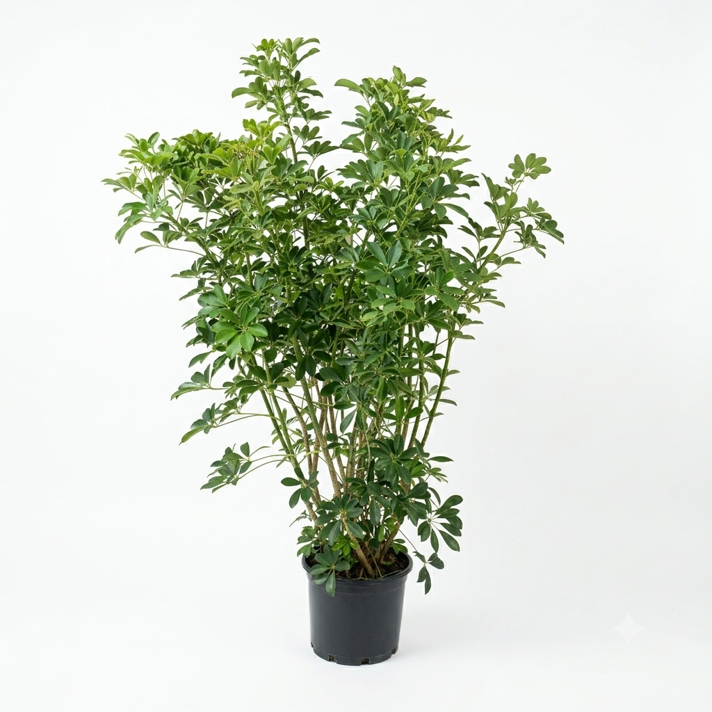 Schefflera – Umbrella Plant / Large Approx 1.5 Meter