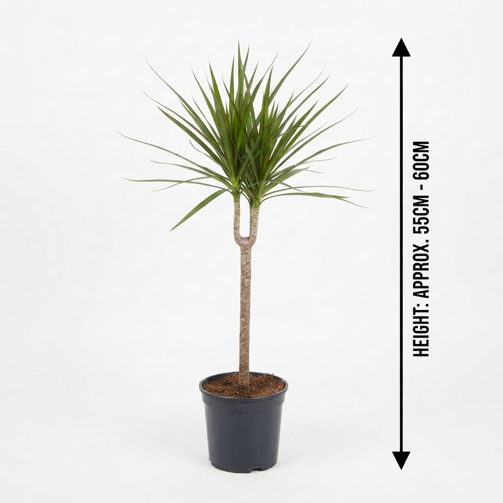 Dracaena Marginata Small
