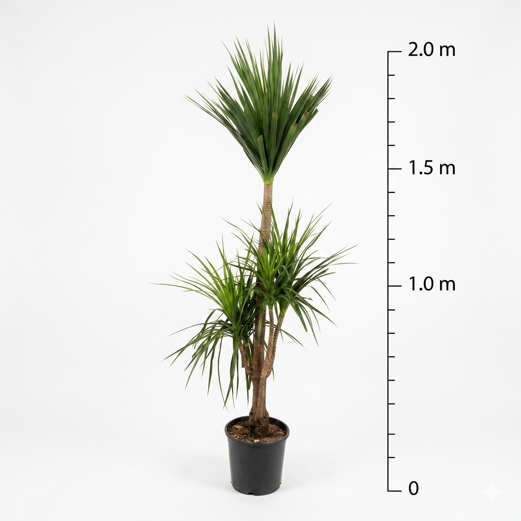 Dracaena Plant / Size Medium