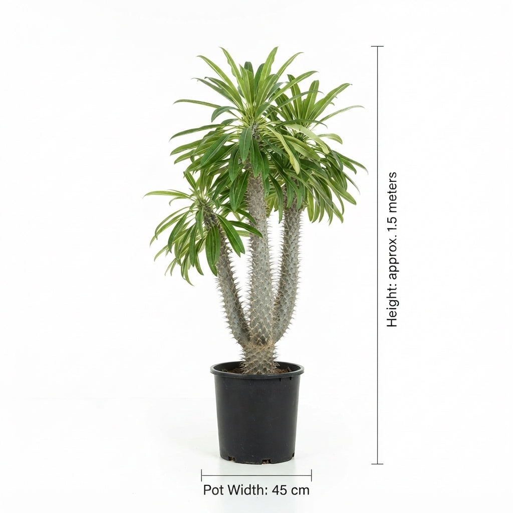 Pachypodium Succulent Plant