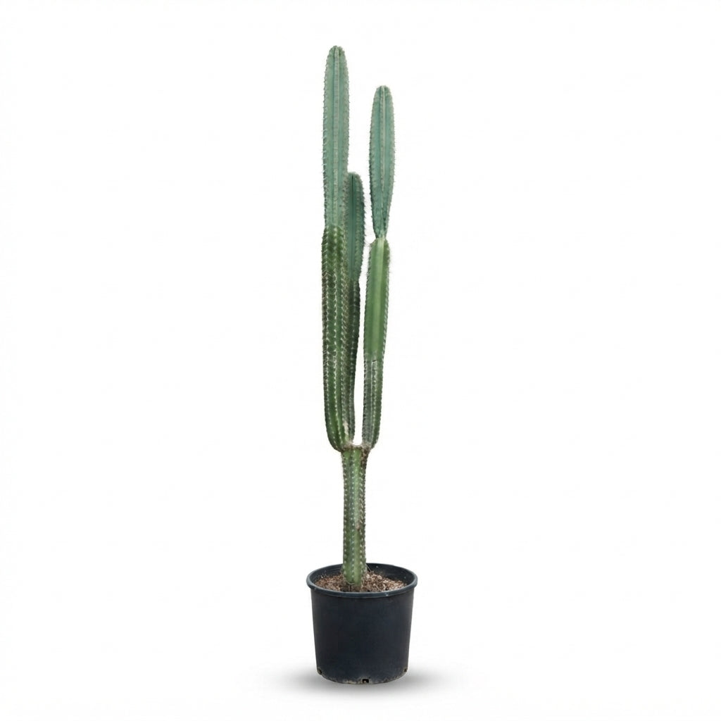 Pilos cereus Pachycladus ( H120xW30)