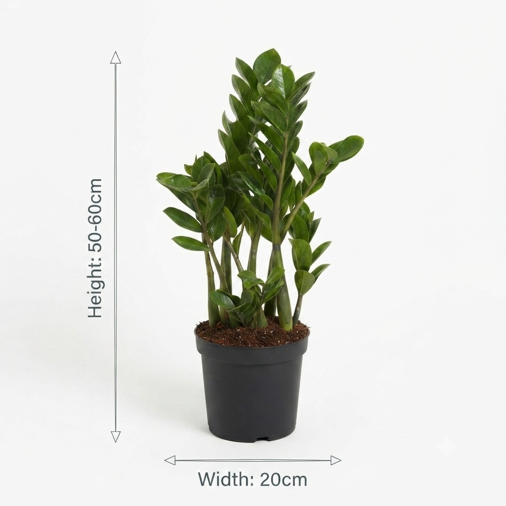 زيزي بلانت – ZZ Plant