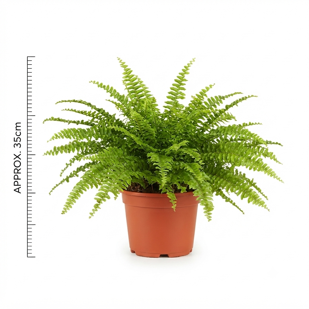 Boston Fern (سرخس بوسطن)