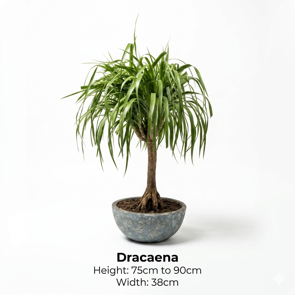 Dracaena