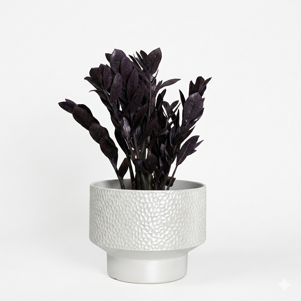 Zizi & White Pot