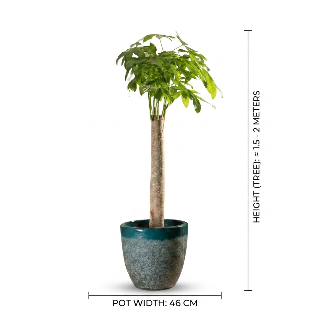 Bashira One Leg / Multi Tone Pot