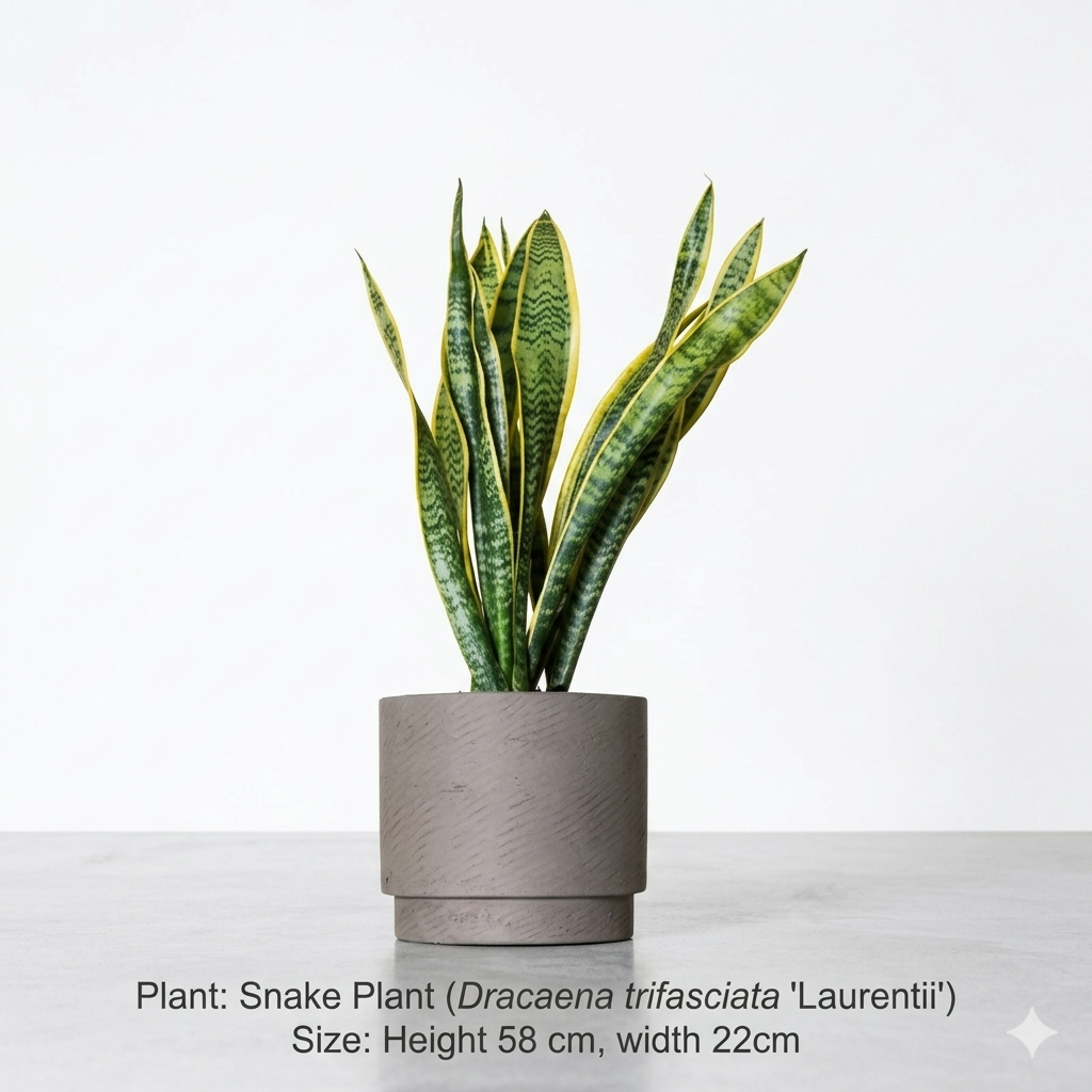 Snake Plant & Round Rocement Pot