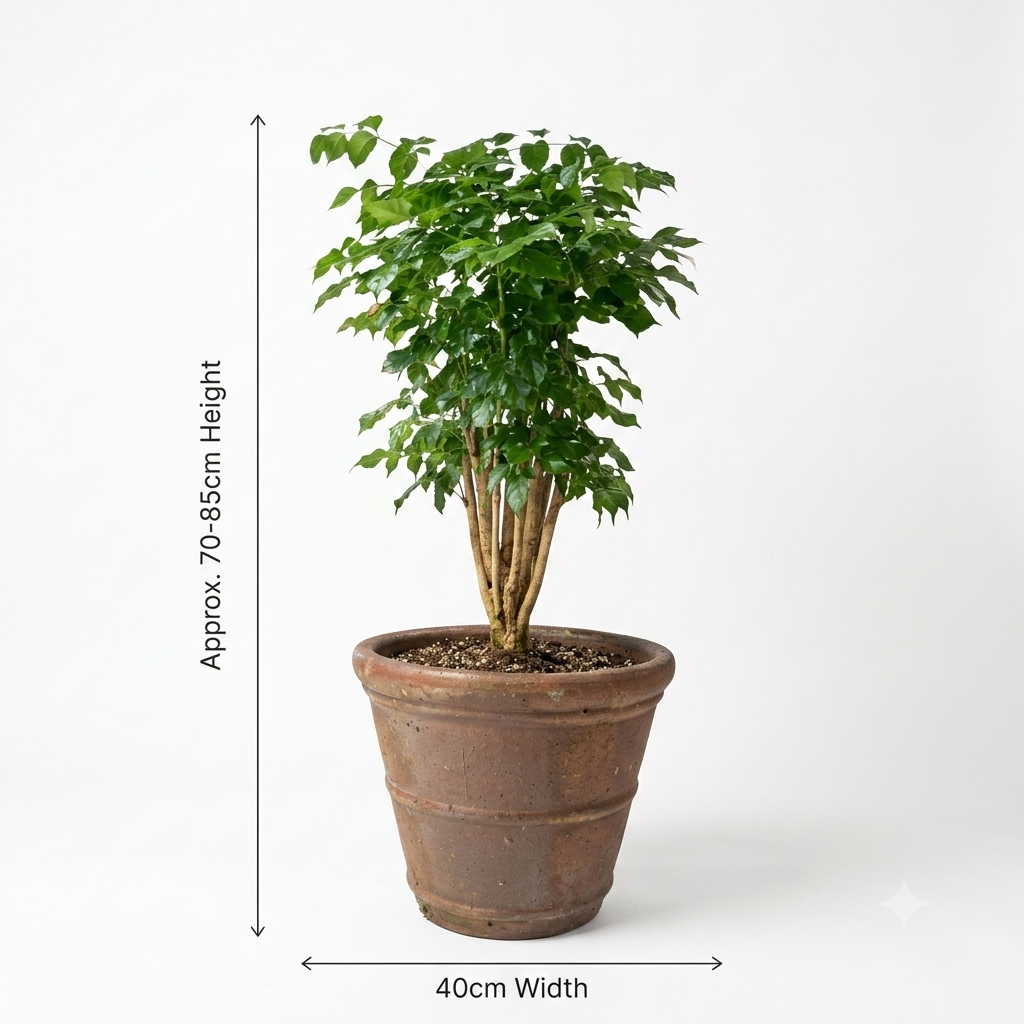 Terracotta Brown Pot/ Emerald or Serpent Plant