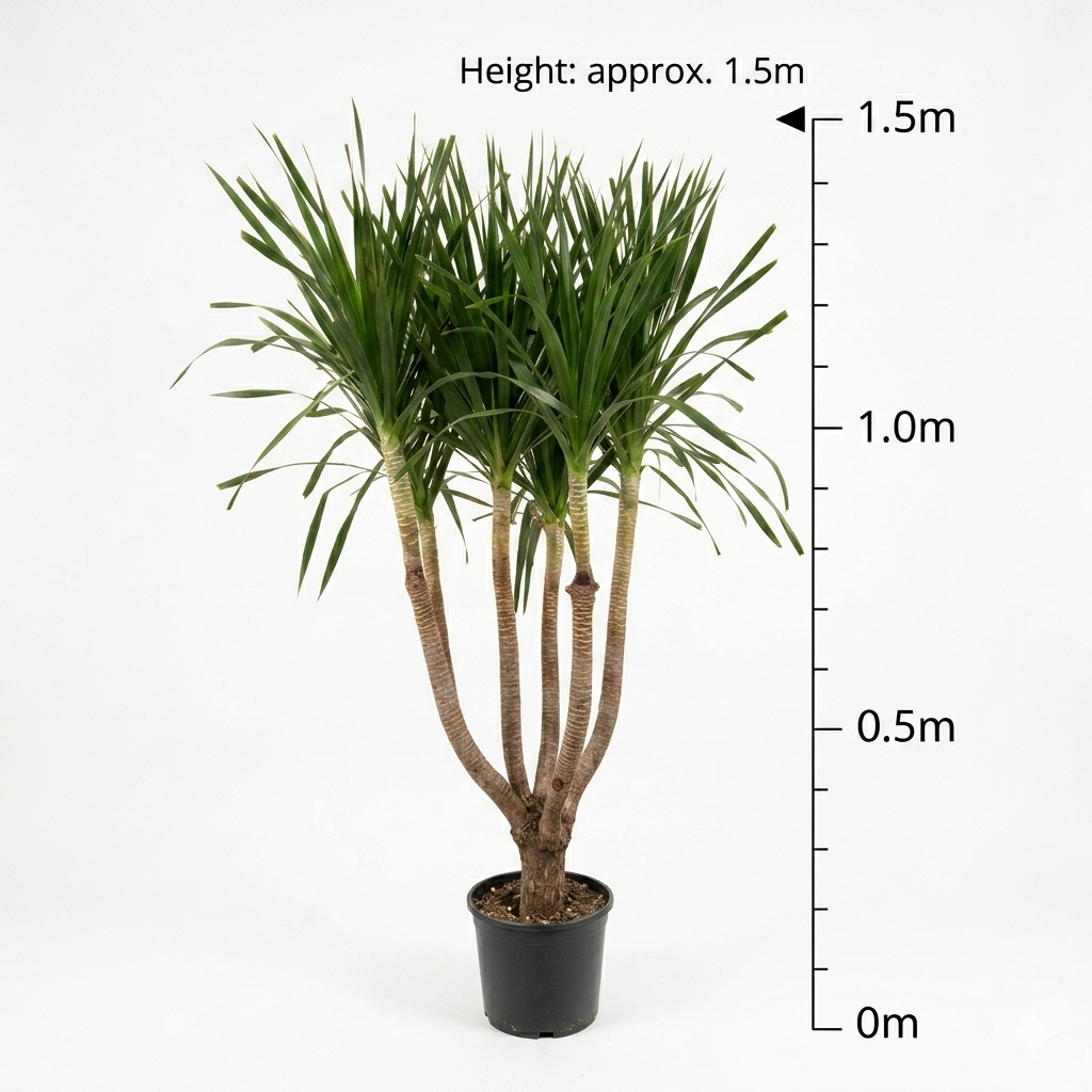 Dracaena Plant / Six Stems