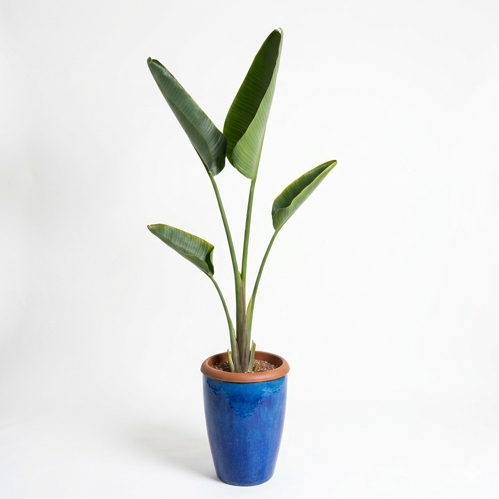 Bird of Paradise _ Blue Long Pot