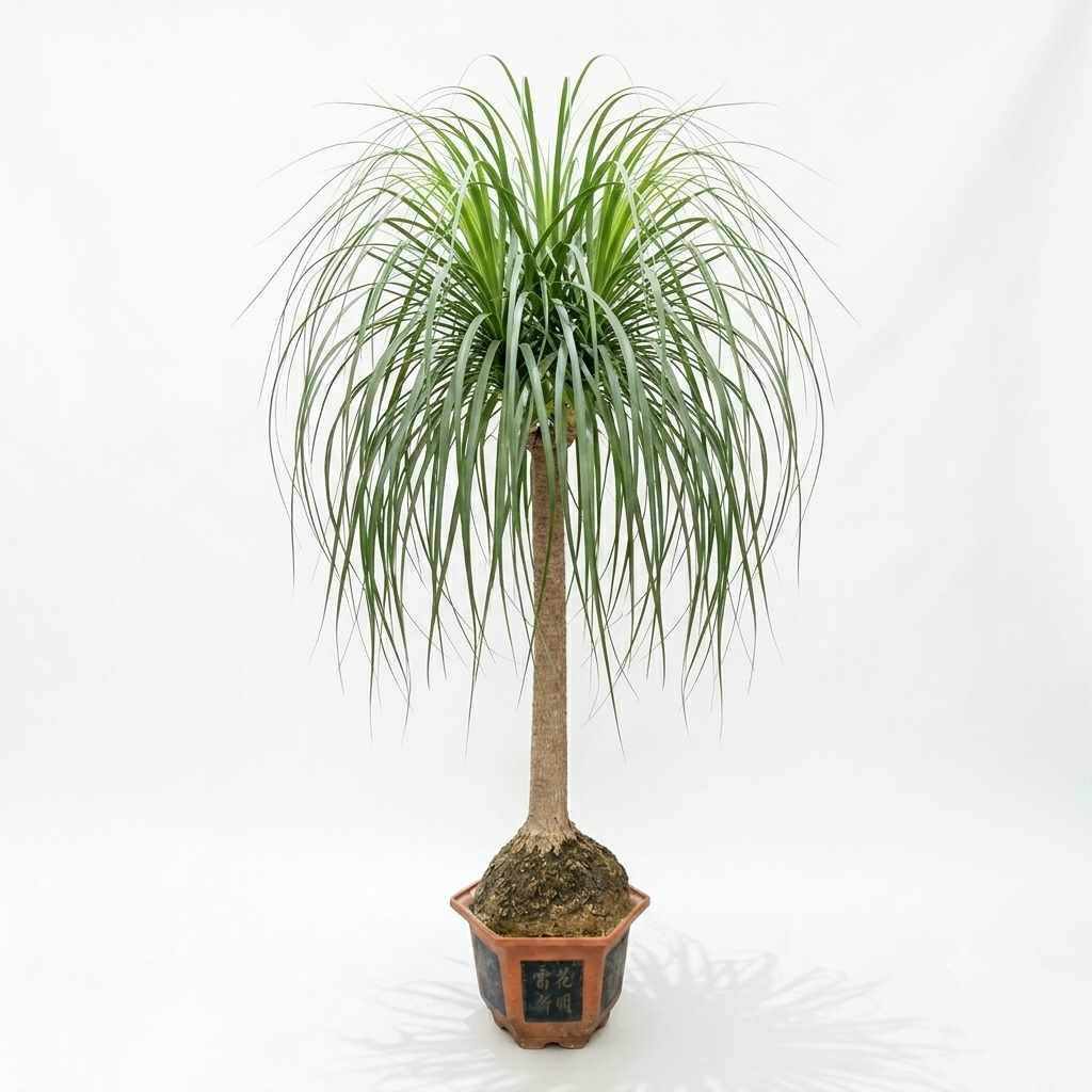 Lady Ponytail Palm / Height Approx 1.5 Meter's
