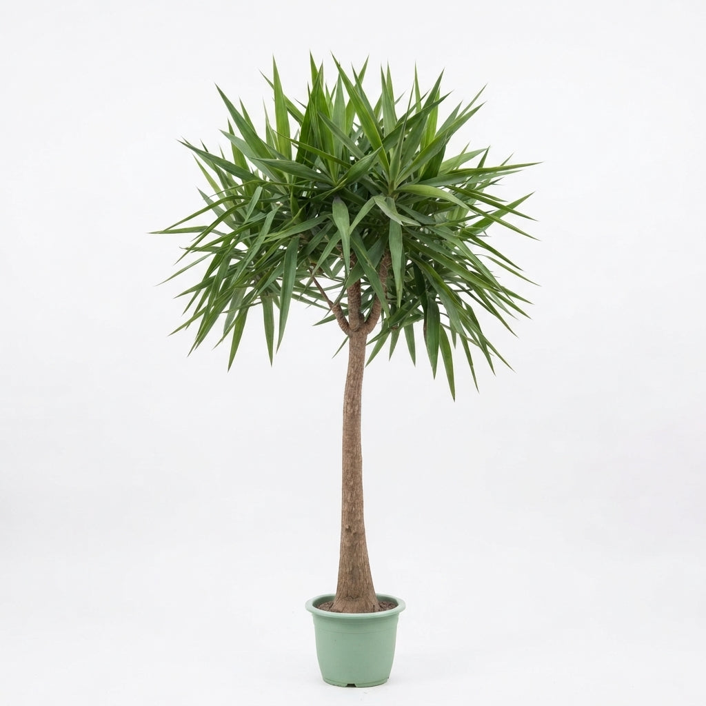 Yucca Elephantipes (H 150-170cm x 35cm)