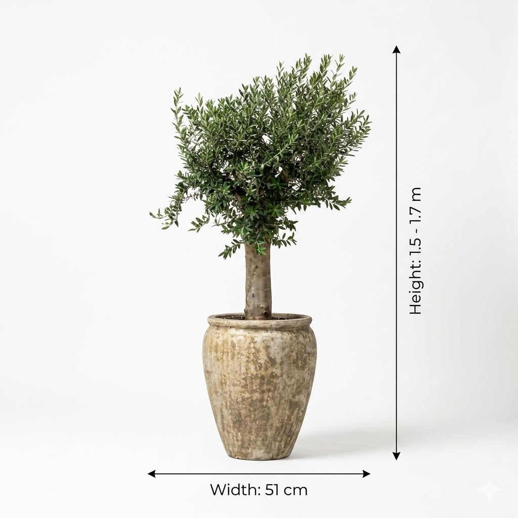 Rustic Sandy Beige Color Pot/ Olive Plant
