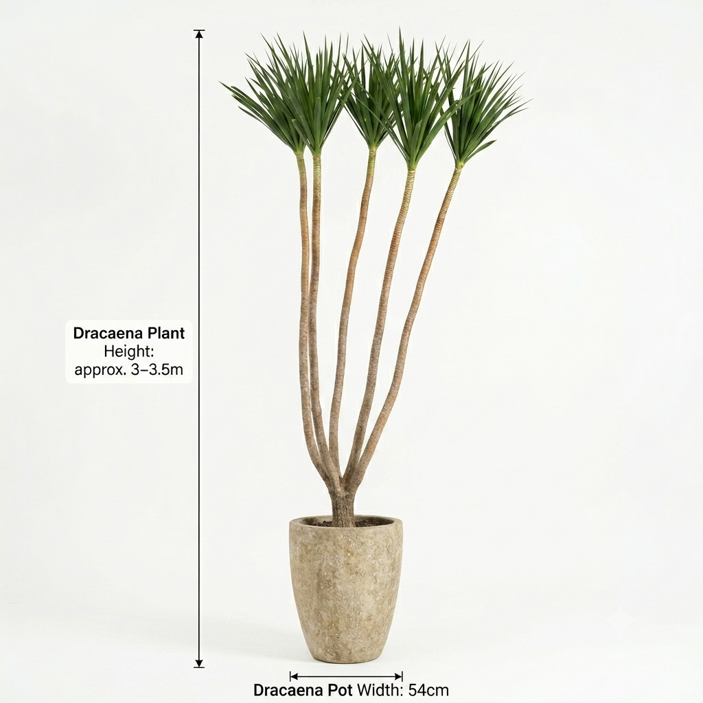 U-shaped beige/Dracaena Plant