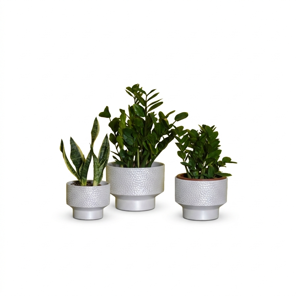 Zizi's & snake plant