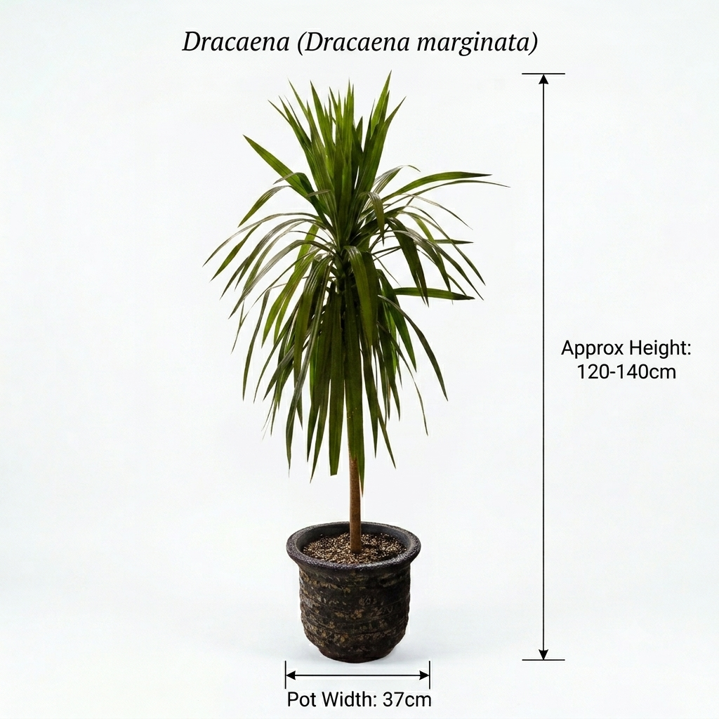Blue Turquoise / Dracaena Plant