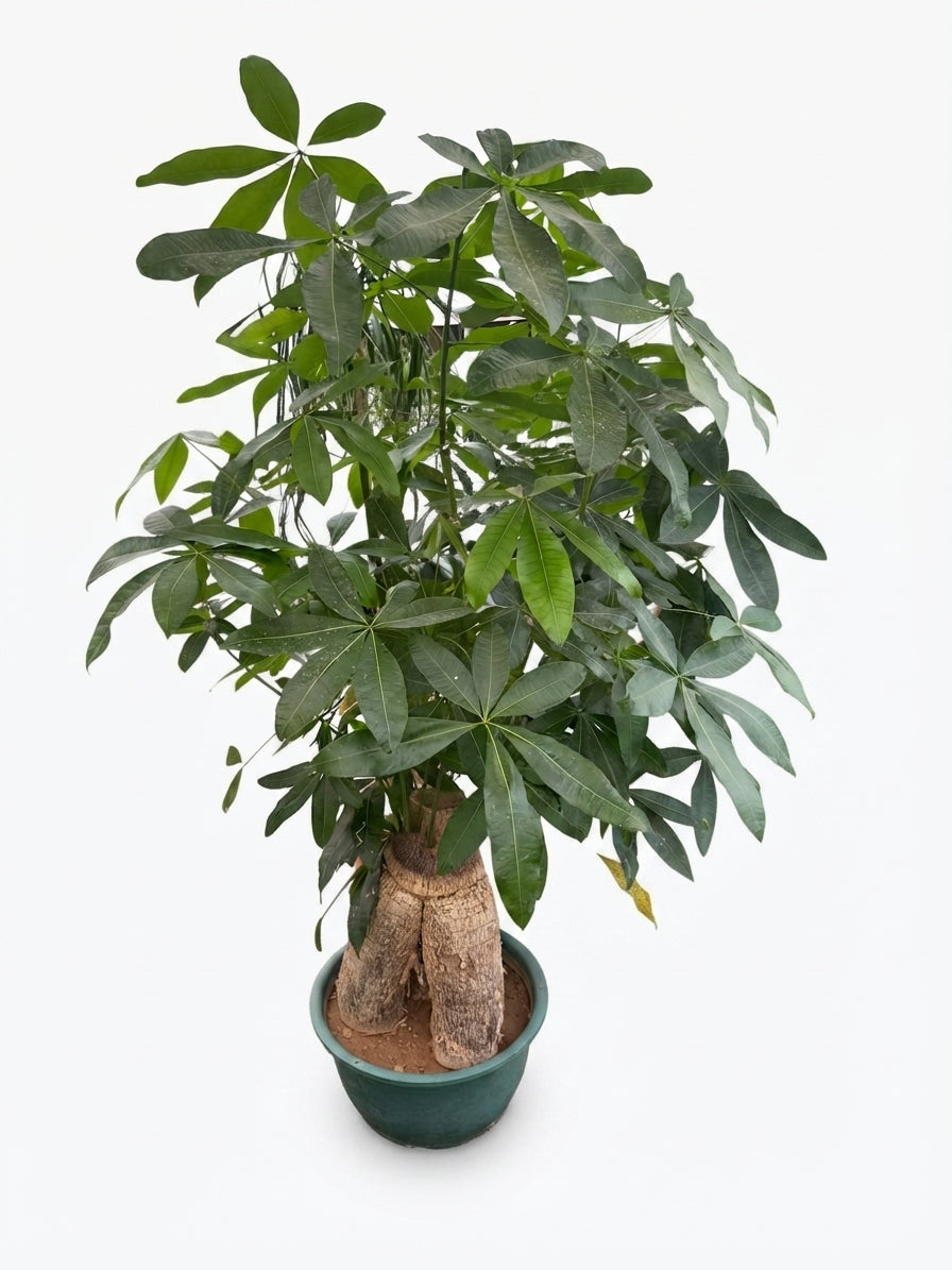 Bashira (Height 130cm)