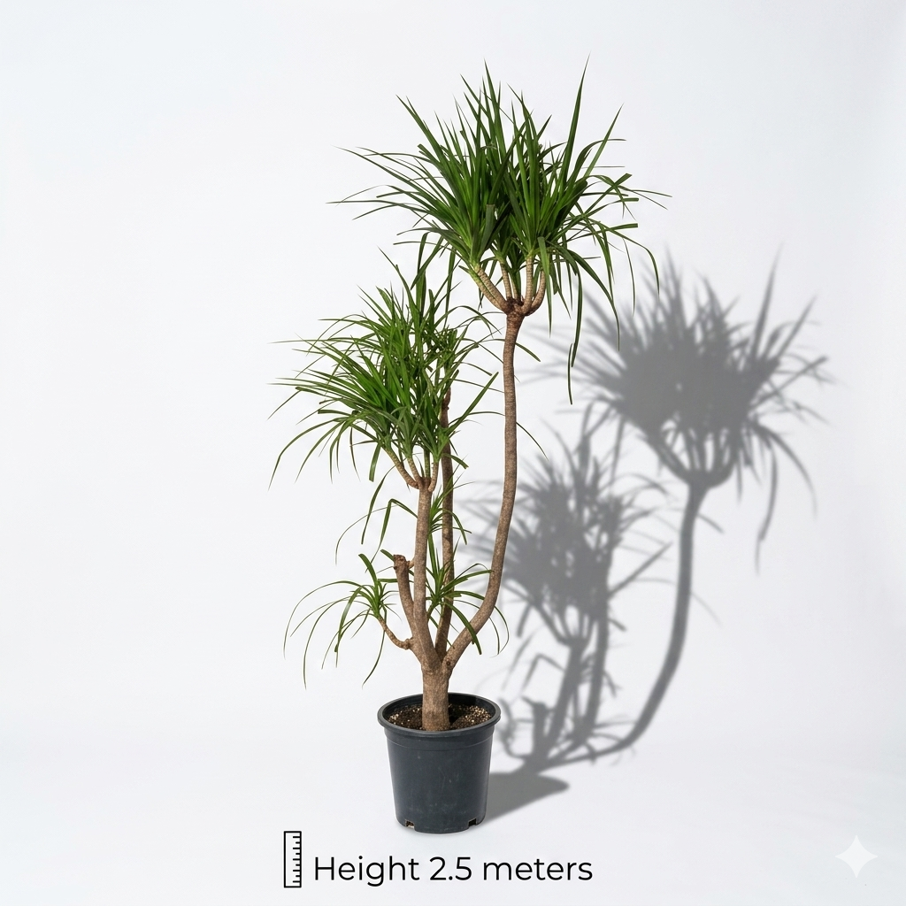 Dracaena Large Plant