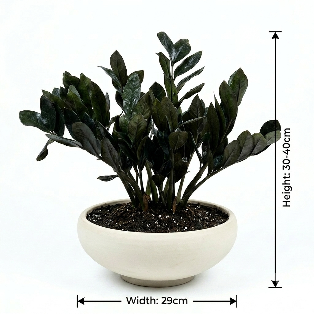 ZZ Plant (Zamioculcas Zamiifolia)