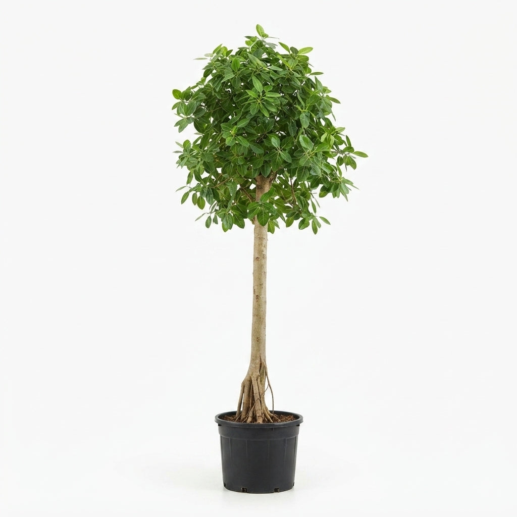 Ficus Spp.-- Ficus Altissima KZA48