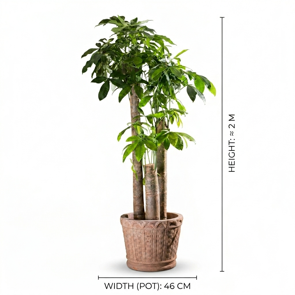 Bashira 3 legs / Terracotta Pot