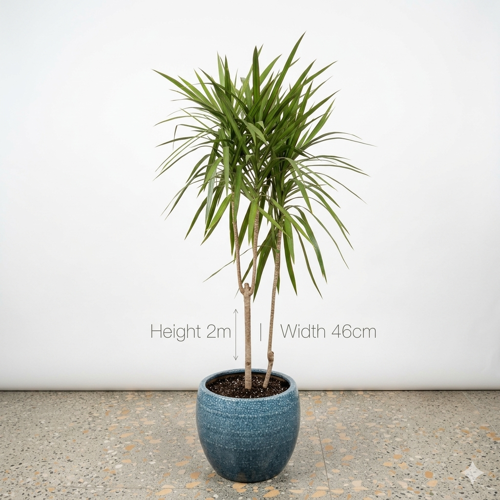 Dracaena