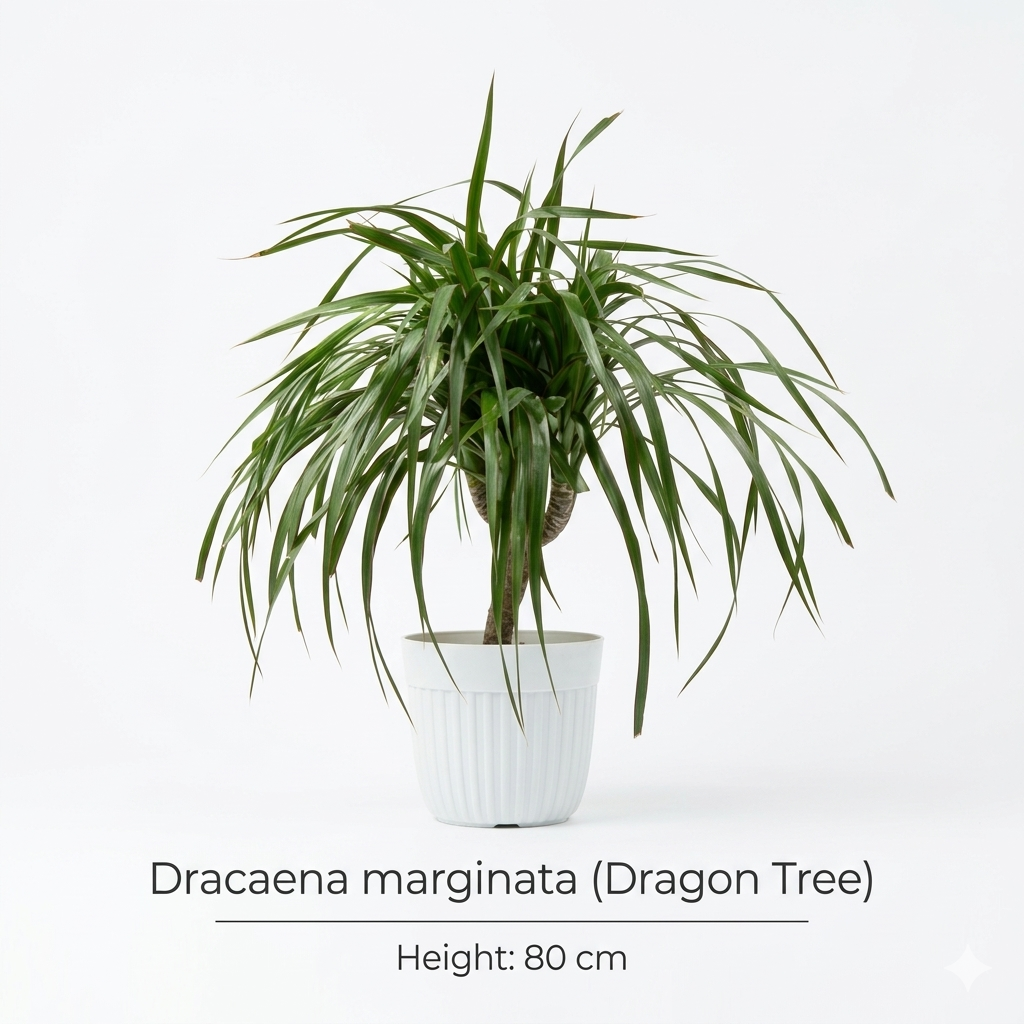 Dracaena Marginata (Dragon Tree)