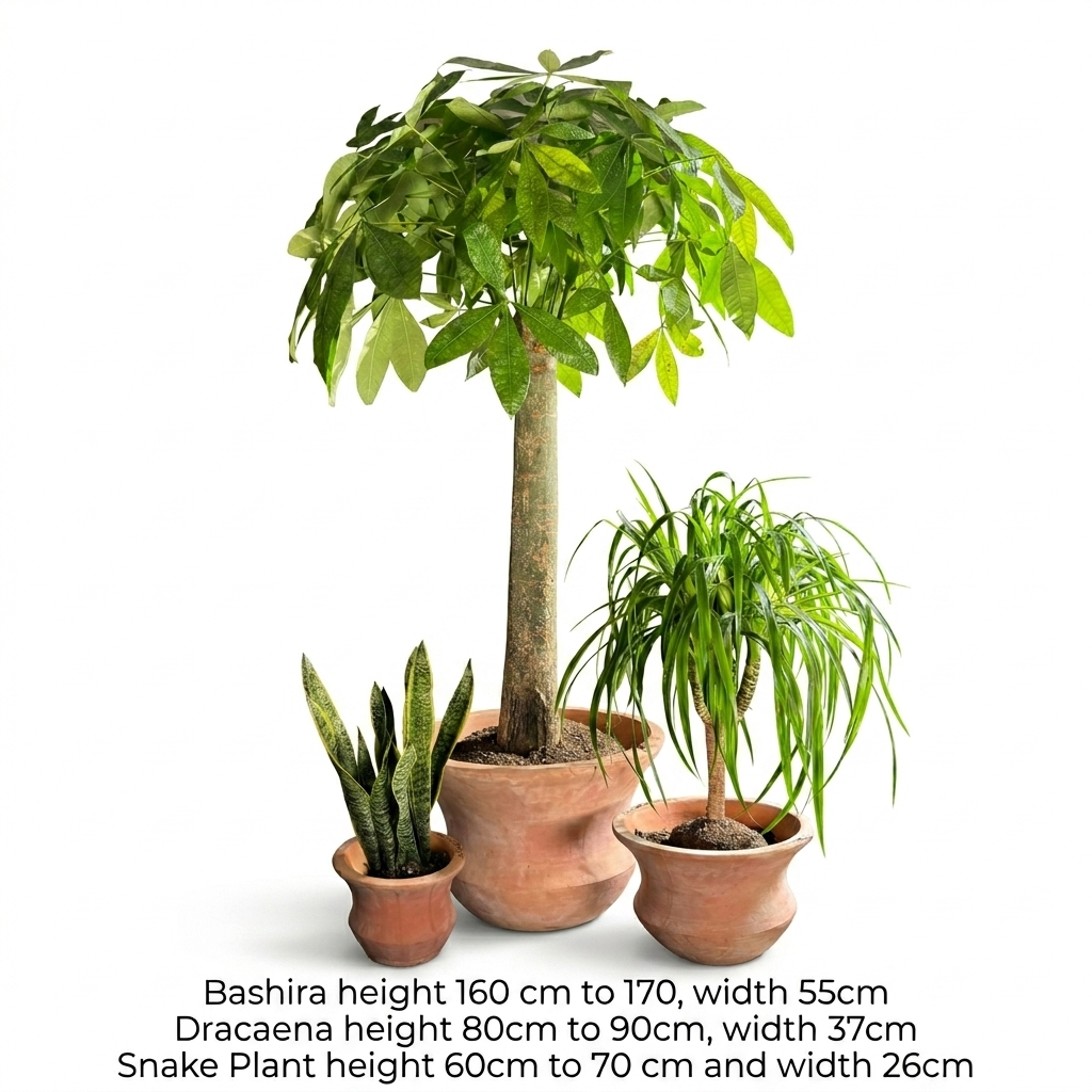 Bashira - Dracaena & Snake Plants (Set - 3)