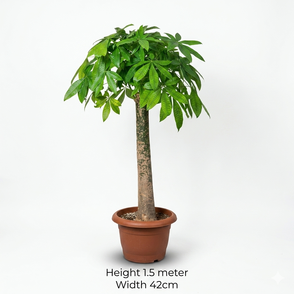 Bashira Plant