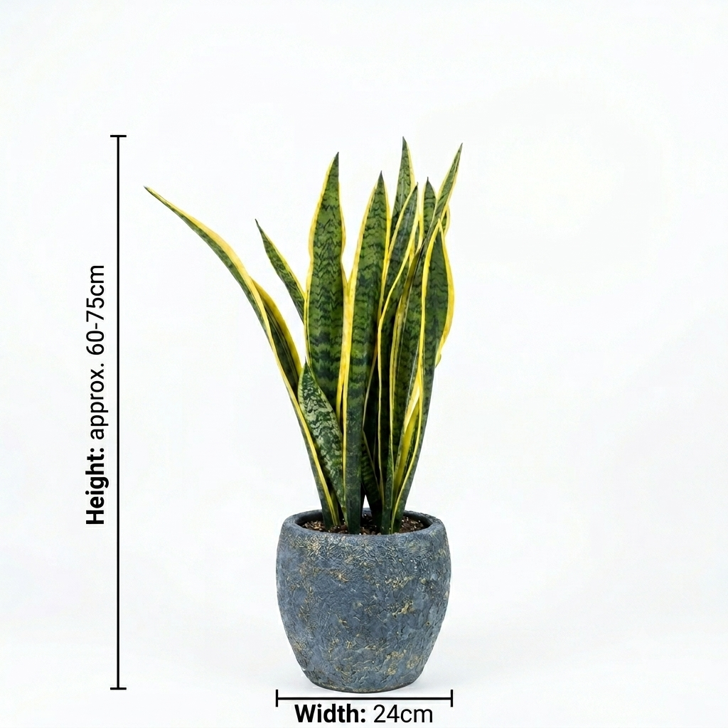 Turquoise Sky Blue Pot/ Snake Plant