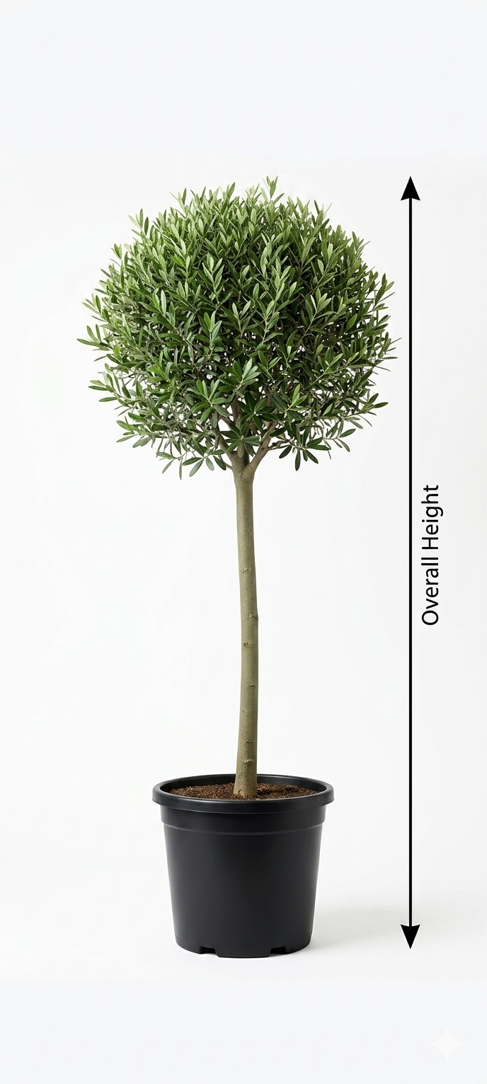 Olive Long Tree
