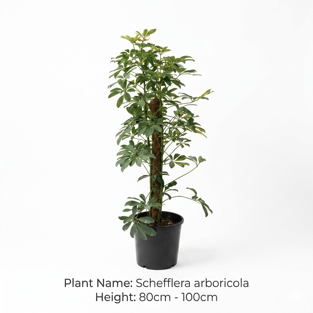Schefflera arboricola