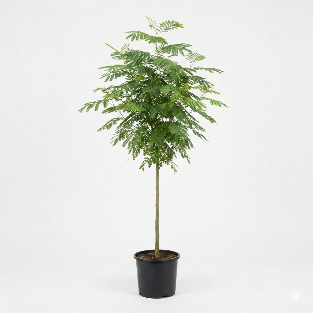 Barhama_ Large Plant Approx Height 3 Meter's